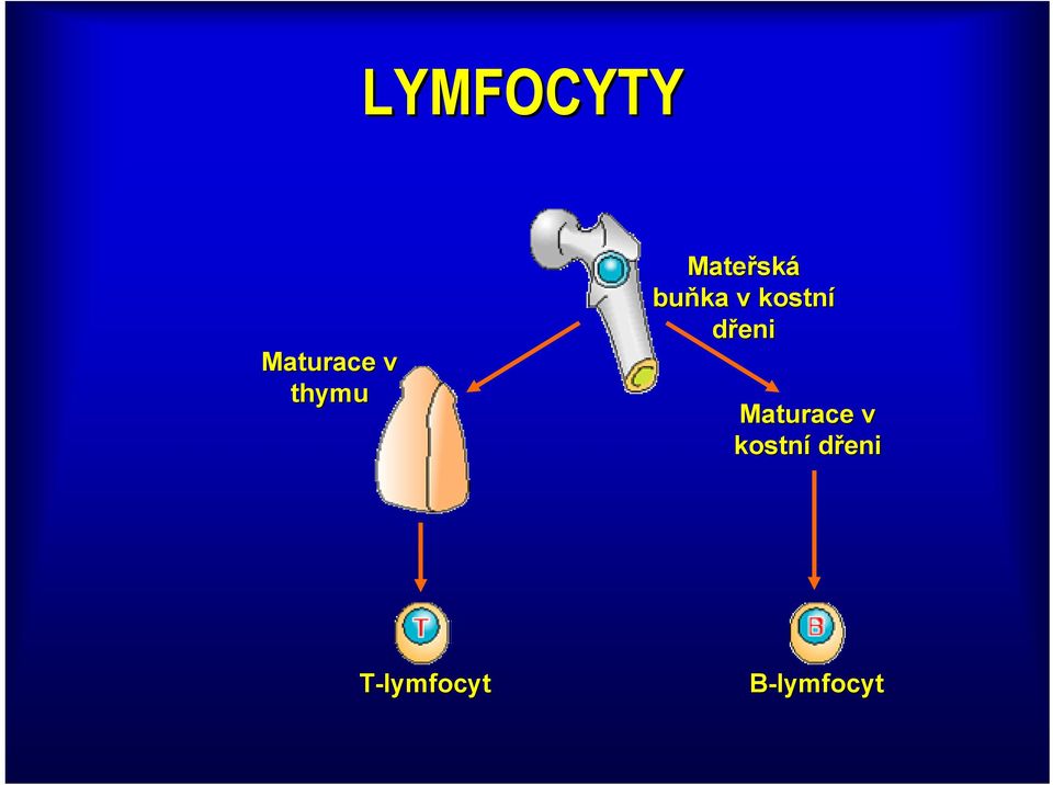 kostní dřeni Maturace v