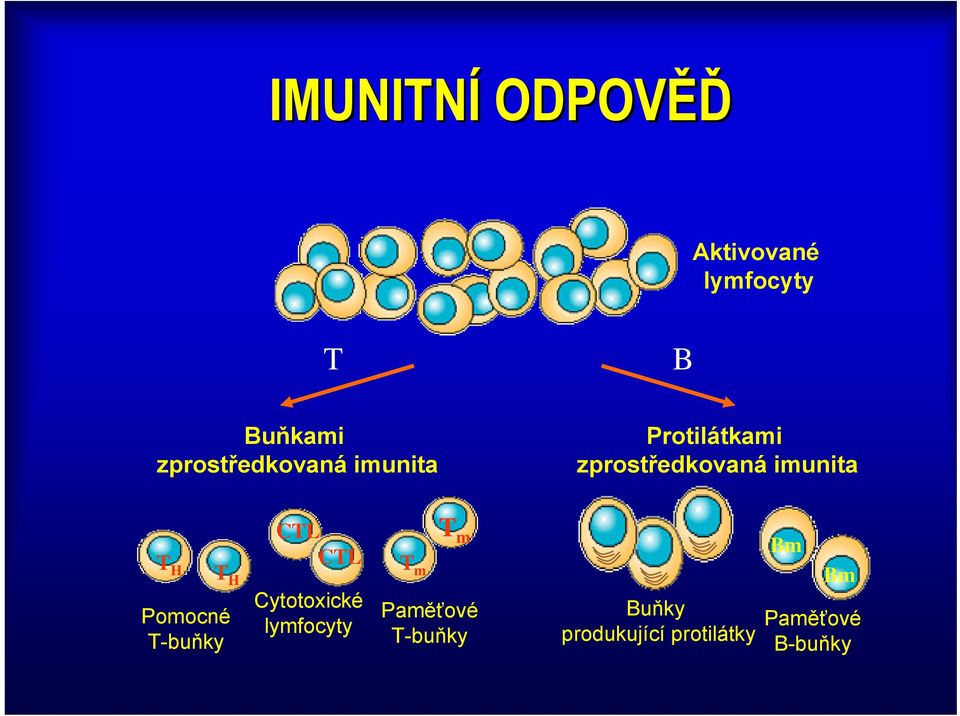 CTL T m T H T H CTL T m Pomocné T-buňky Cytotoxické