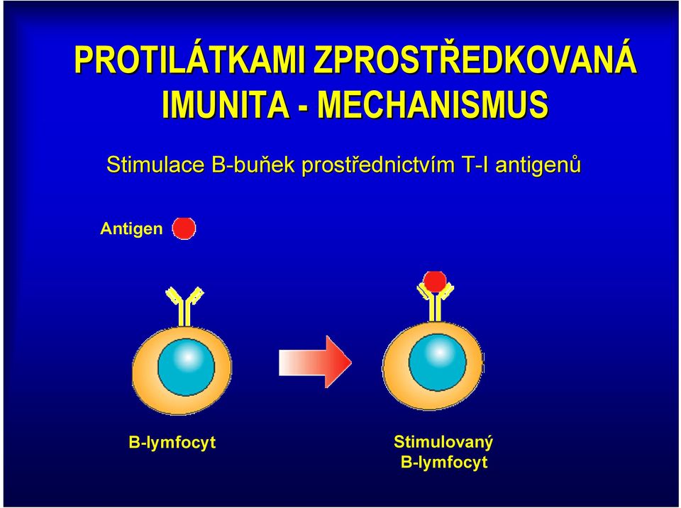 B-buňekB prostřednictvím T-I T I