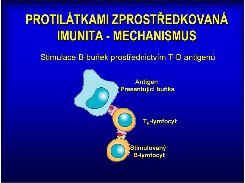 prostřednictvím T-D T D antigenů Antigen