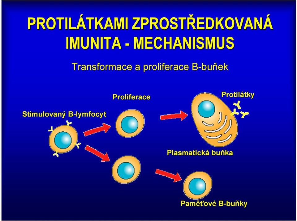 B-buňekB Proliferace Protilátky