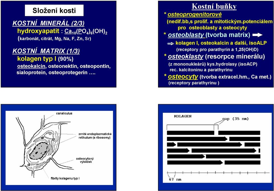 potenciálem pro osteoblasty a osteocyty * osteoblasty (tvorba matrix) kolagen I, osteokalcin a další, isoalp (receptory pro parathyrin a 1,25(OH)D) *