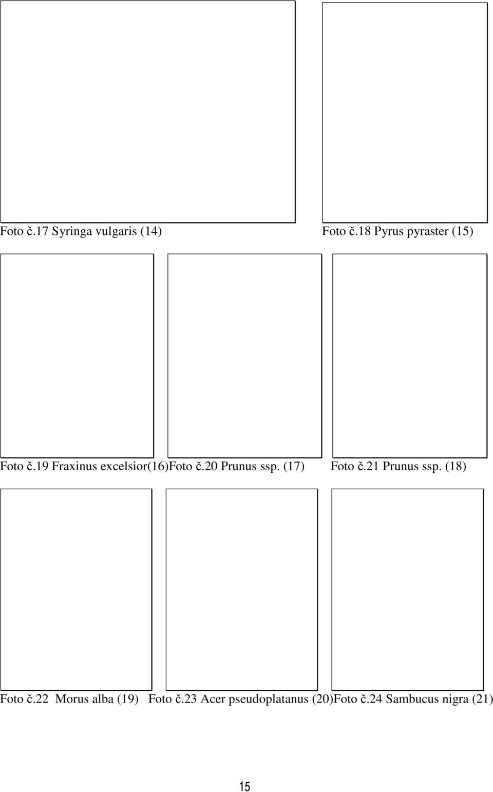 19 Fraxinus excelsior(16)foto č.20 Prunus ssp. (17) Foto č.