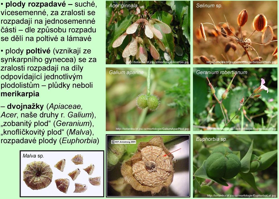 Galium), zobanitý plod (Geranium), knoflíčkovitý plod (Malva), rozpadavé plody (Euphorbia) Malva sp. Acer ginnala Galium aparine http://botanika.bf.jcu.cz/morfologie/acergin.