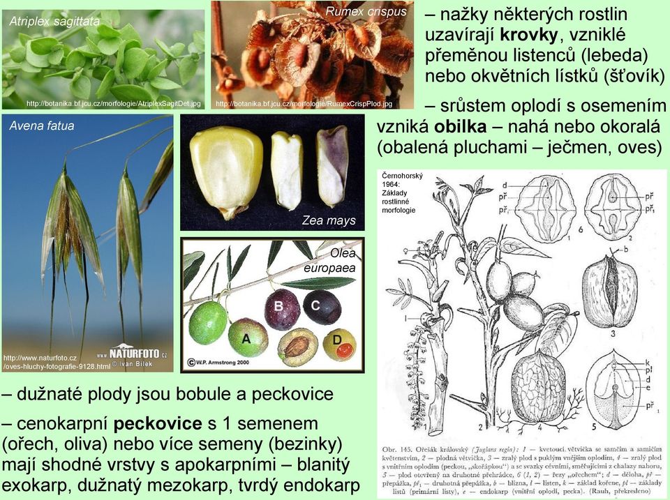 (obalená pluchami ječmen, oves) Zea mays Černohorský 1964: Základy rostlinné morfologie Olea europaea http://www.naturfoto.cz /oves-hluchy-fotografie-9128.