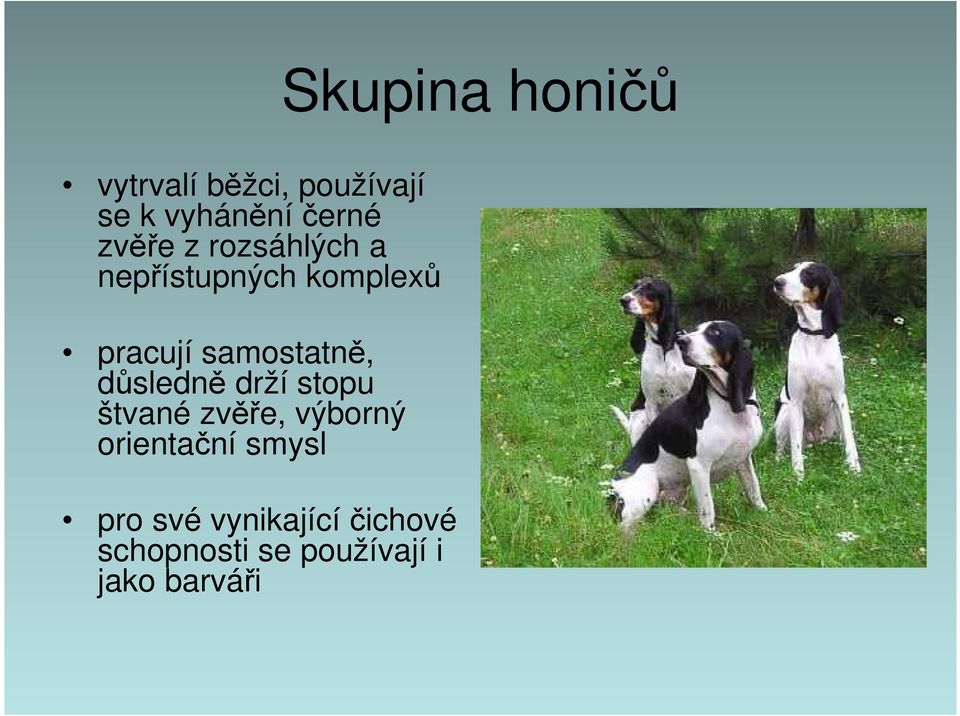 samostatně, důsledně drží stopu štvané zvěře, výborný