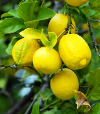 Křemencové polygonální desky Rio Yellow Balkonová sada třídílná 0 Ozdobný štěrk Yellow Sun, kg Zahradní