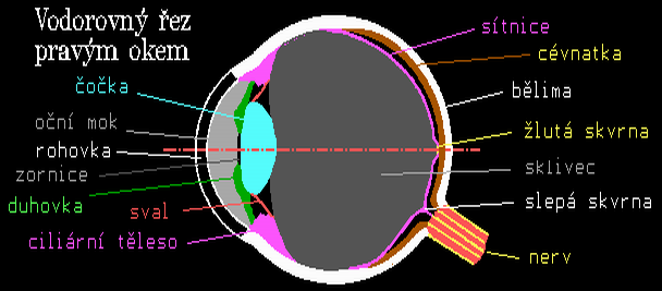 Dříve, než se budeme zabývat optickými přístroji, všimneme si nejdůležitější optické soustavy LIDSKÉHO OKA.
