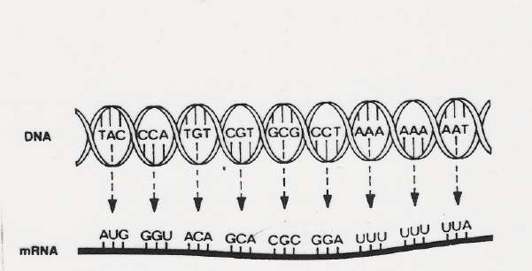 ASO RNAi Pretranskripce