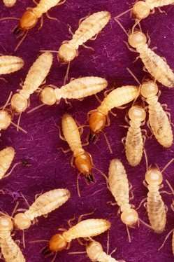 Digestion cellulose cellulase: cellobiohydrolase, endobeta-1,4-glucanase and beta-1,4- glucanase termites: Trichonympha (Mastigophora) anaerobic bacteria (methane,