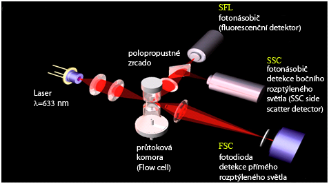 v hematologické praxi uvádí barvení May Grümwald a Giemsa Romanowski (viz slovník pojmů).