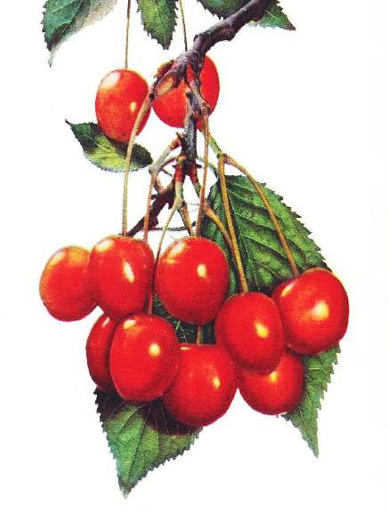 Neobvyklé třešně a višně Ladeho pozdní, červená chrupka neznámého původu, dozrává až