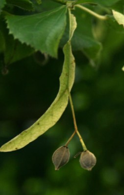 http://en.wikipedia.org/wiki/inflorescence http://en.wikipedia.org/wiki /Image:Tilia_cordata_Owoce_lipy_656.