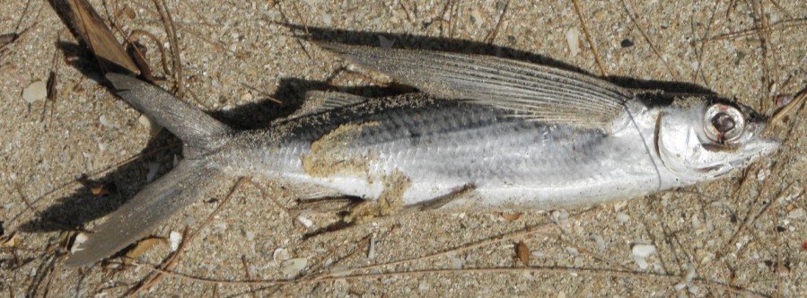 Řád: GAVÚNI Atheriniformes V kostře primitivní i pokročilé znaky. Chybí tvrdé paprsky, postranní čára nízko. Cykloidní šupiny, poţerákové zuby, Physoclisti.