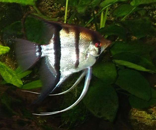 SCARIDAE Pestře zbarvené "papouščí" ryby, tlamky s ostrými okraji (srůst zubů) => zobák papoušků OSTNATCOVITÍ Trachinidae Ostny na skřelích, první tvrdé paprsky hřbetní ploutve spojeny s jedovými