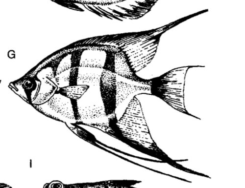 VRUBOZOBCOVITÍ Cichlidae Sladké i brakické vody, čichové jamky s jediným otvorem, péče o potomstvo Tlamoun nilský Tilapia nilotica - 50 cm, býloţravý, chov Cichlidky Apistogramma, kančíci Cichlasoma,