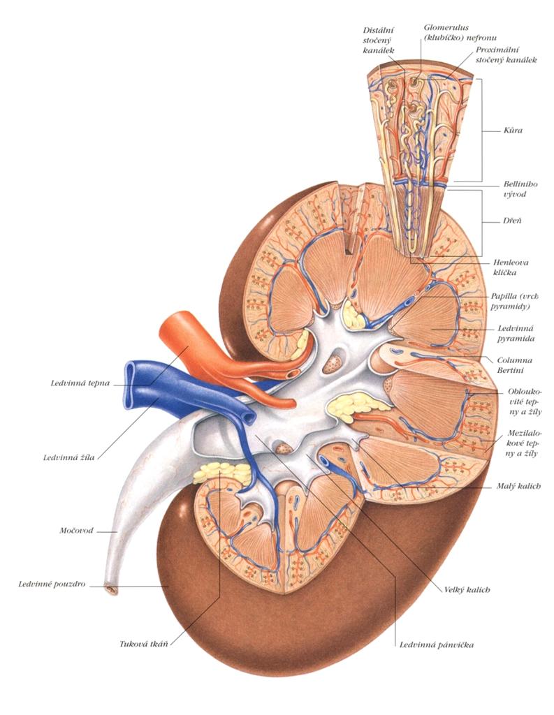 Funkce a stavba ledvin hlavní funkcí je nepřetržitá filtrace krve ledvina má tři hlavní části: kůru,