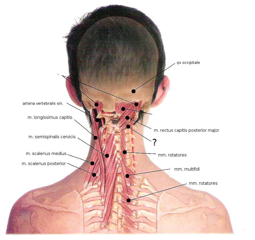2 ANATOMIE SVALŮ DÝCHACÍCH A SVALŮ HLAVY A KRKU 106 Svalstvo krku a páteře - kontrolní obrázky Otazníkem je na obrázku č. 63 označen sval: a) m. rectus capitis posterior major b) m.