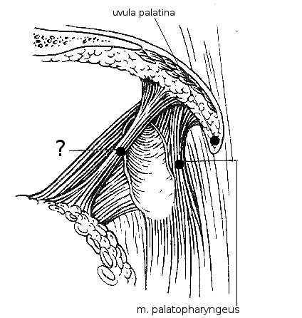 Obrázek 75: Svaly měkkého patra zezadu 75 Otazníkem je na obrázku č. 57 (č. 76) označen sval: a) m. palatoglossus b) m. chondroglossus c) m.