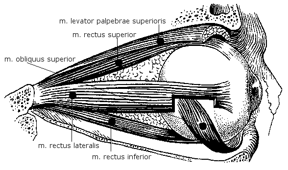 2 ANATOMIE SVALŮ DÝCHACÍCH A SVALŮ HLAVY A KRKU 67 C Musculus rectus superior začátek: M. rectus superior začíná od anulus tendineus communis (společný šlachový prstenec). úpon: M.