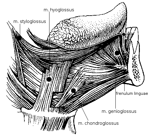 2 ANATOMIE SVALŮ DÝCHACÍCH A SVALŮ HLAVY A KRKU 95 2.5.3 Svalstvo jazyka Svaly jazyka se účastní při příjmu potravy, i při verbální či neverbální komunikaci.