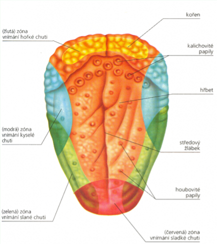 Stejně jako vnitřek nosu, jsou i naše ústa pokryta sliznicí. Nejvýznamější pro naše vnímání světa jsou buňky umístěné na povrchu jazyka.