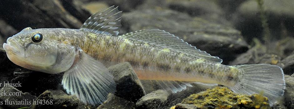 Neogobius fluviatilis světlé zbarvení těla i ploutví zešikmená 2.