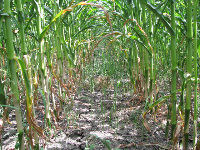 zapravení kompostu 20 t / ha + setí meziplodiny (svazenka vratičolistá), na jaře přímé setí kukuřice Varianta VI: na podzim zapravení kompostu 40 t / ha + setí meziplodiny (svazenka vratičolistá), na