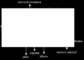 OBOJŽIVELNÍCI Trávicí soustava draví ( x pulci - řasy) trávicí trubice rozlišená: dutina ústní (jazyk vepředu