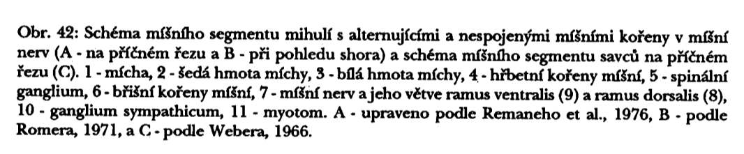NERVOVÁ soustava - centrální (mozek, mícha) - periferní (nervy) - útrobní (vegetativní) nervy Mícha spinální nervy 2 kořeny míšních nervů (!mihule nespojeny!