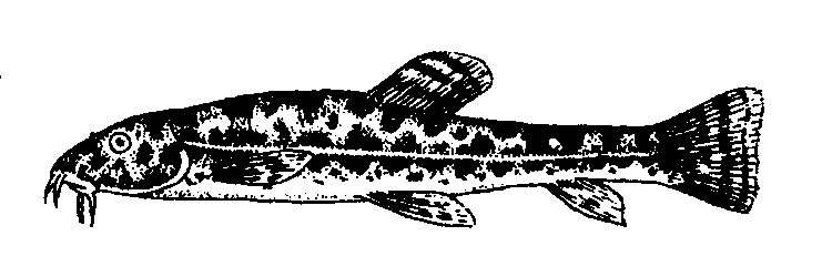 Amur bílý Ctenopharyngodon idella vodní makrofyty, introdukovaný Tolstolobik bílý Hypophthalmichthys molitrix oba Tolstolobec pestrý Aristichthys nobilis rostlinný plankton Ostrucha křivočará Pelecus
