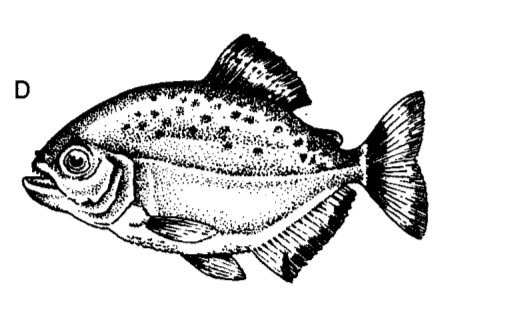 Řád: TRNOBŘIŠÍ Characiformes Ozubená ústa, tuková ploutvička. 7 čeledí, 1300 druhů TETROVITÍ (Trnobřiší) Characidae Tetry Hemigrammus hlavně J. Amerika Hyphesobrycon (t.
