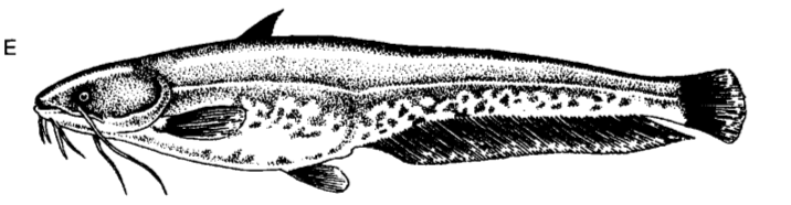 Řád: SUMCI Siluriformes Lysí, někdy s kostěnnými deskami, ozubená ústa s vousy, 2 000 SUMCOVITÍ Siluridae Sumec velký Silurus glanis - velká široká tlama, 2 + 4 vousy, štíhlé tělo, zaoblená ploutev,
