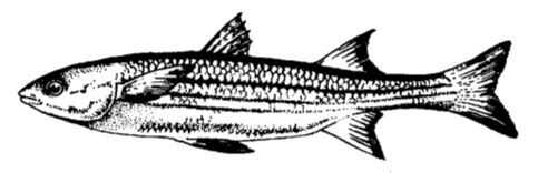 Řád: HRDLOPLOUTVÍ (MĚKKOPLOUTVÍ) Gadiformes Břišní ploutve před hrudními, měkké paprsky. Chybí ductus pneumaticus, drobné mezisvalové kůstky, zakrnělý i plynový měchýř.