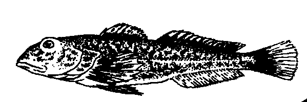 Řád: ROPUŠNICE Scorpaeniformes Praeoperculum spojeno s ossa infraorbitalia.?postavení?