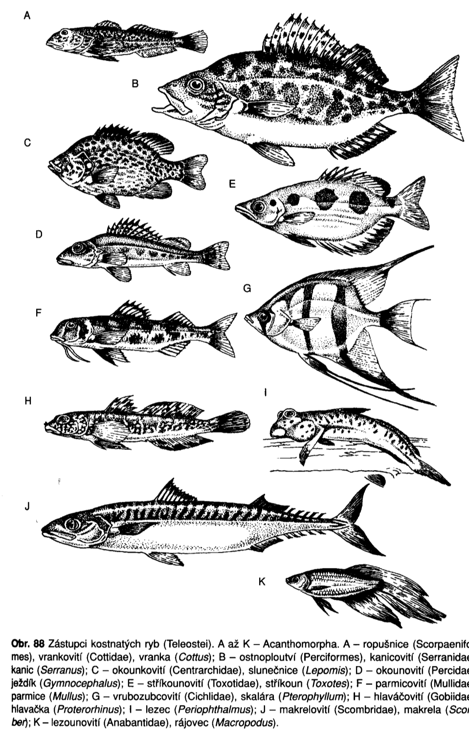 VRUBOZOBCOVITÍ Cichlidae Sladké i brakické vody, čichové jamky s jediným otvorem, péče o potomstvo Tlamoun nilský Tilapia nilotica - 50 cm, býloţravý, chov Cichlidky Apistogramma, kančíci Cichlasoma,