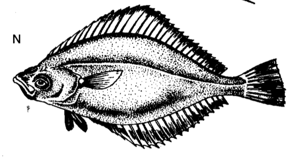 Řád: PLATÝSOVÉ Pleuronectiformes Bentičtí, zploštělé tělo ze stran, asymetrické (pravou na dně - bez pigmentu), barvoměna. Larvy souměrné.