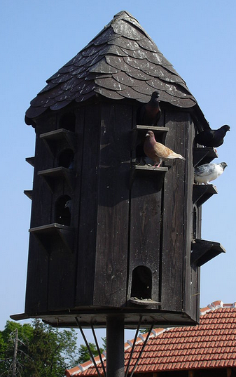 HOLUB DOMÁCÍ poštovní ptáci holubice maso holoubě pro okrasu holub Samec je. Samice se nazývá. Mládě je.