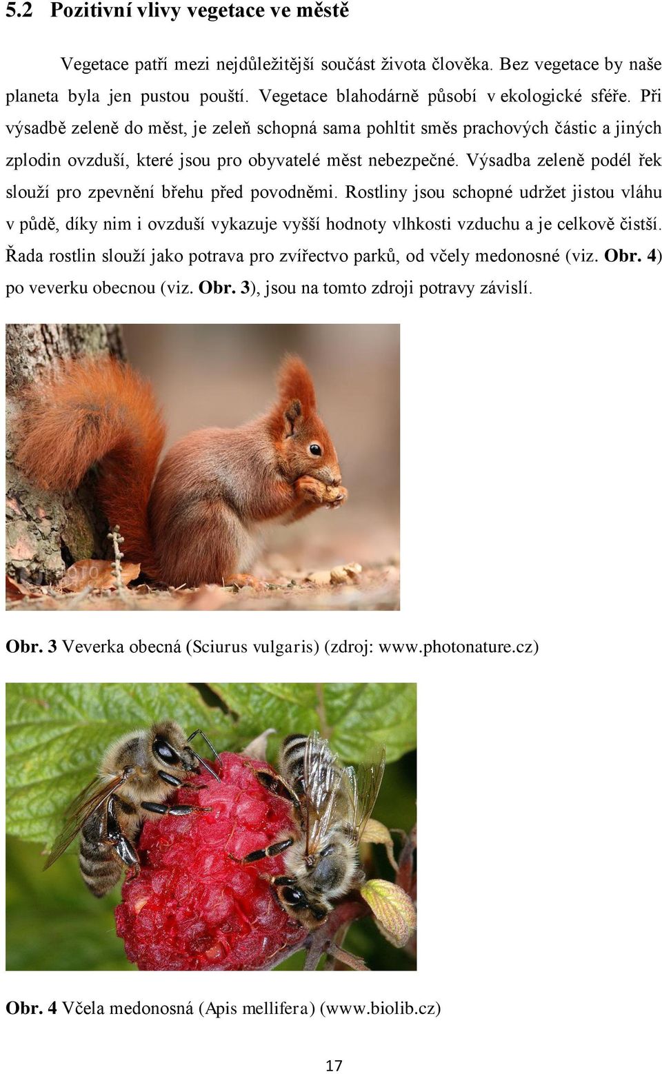 Výsadba zeleně podél řek slouţí pro zpevnění břehu před povodněmi. Rostliny jsou schopné udrţet jistou vláhu v půdě, díky nim i ovzduší vykazuje vyšší hodnoty vlhkosti vzduchu a je celkově čistší.