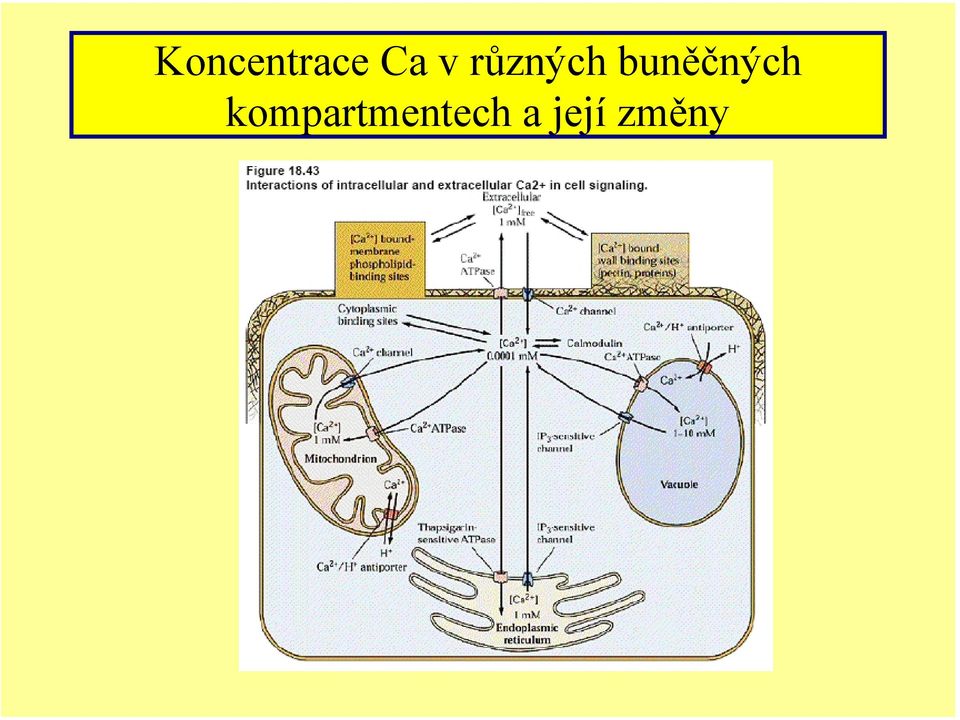 buněčných