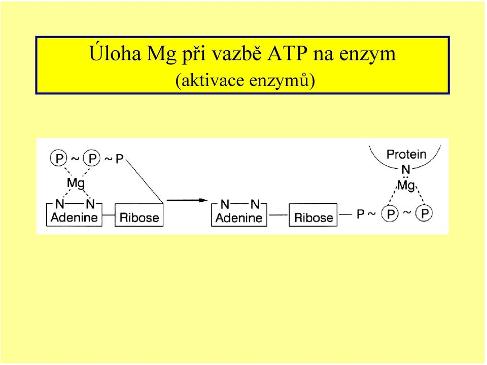 enzym