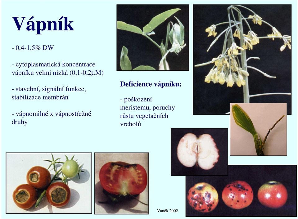 membrán - vápnomilné x vápnostřežné druhy Deficience vápníku: -