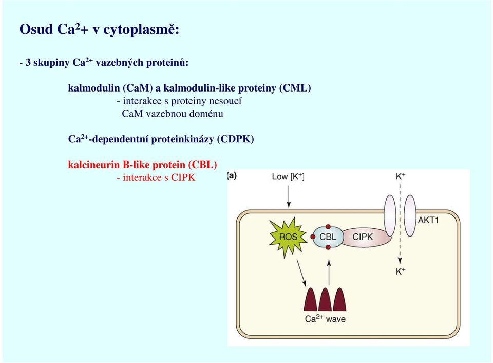 proteiny nesoucí CaM vazebnou doménu Ca 2+ -dependentní