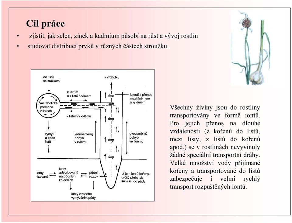 Pro jejich přenos na dlouhé vzdálenosti (z kořenů do listů, mezi listy, z listů do kořenů apod.