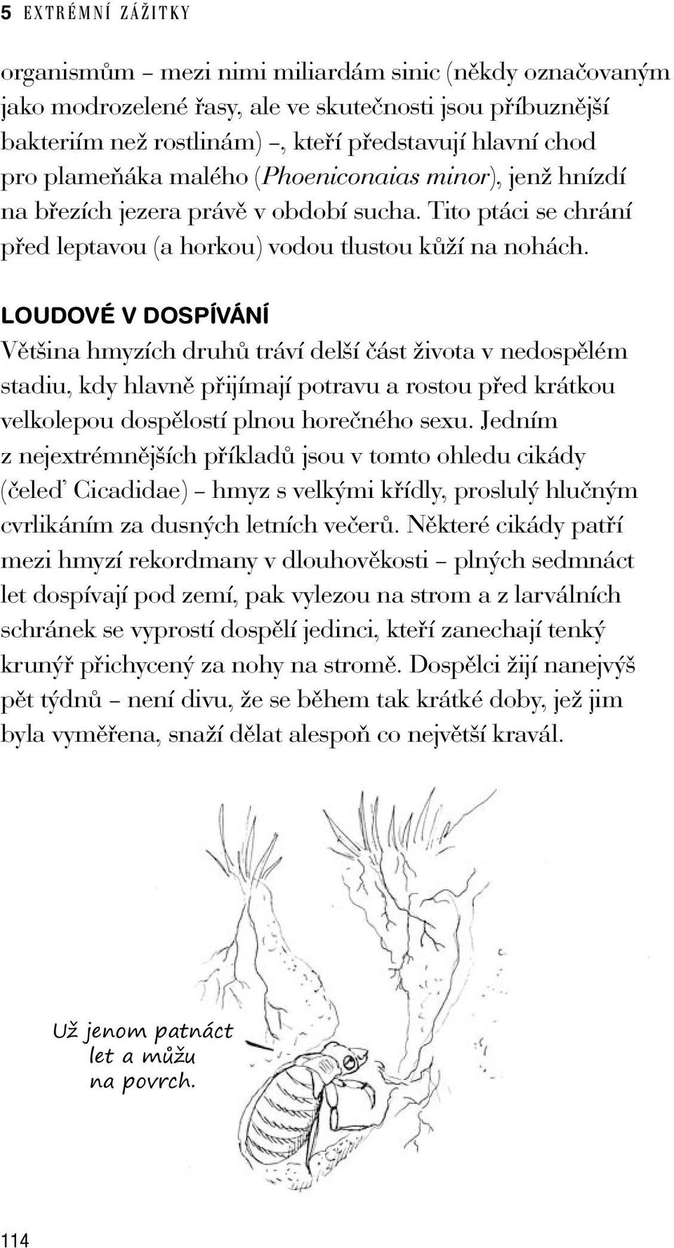 LOUDOVÉ V DOSPÍVÁNÍ Většina hmyzích druhů tráví delší část života v nedospělém stadiu, kdy hlavně přijímají potravu a rostou před krátkou velkolepou dospělostí plnou horečného sexu.