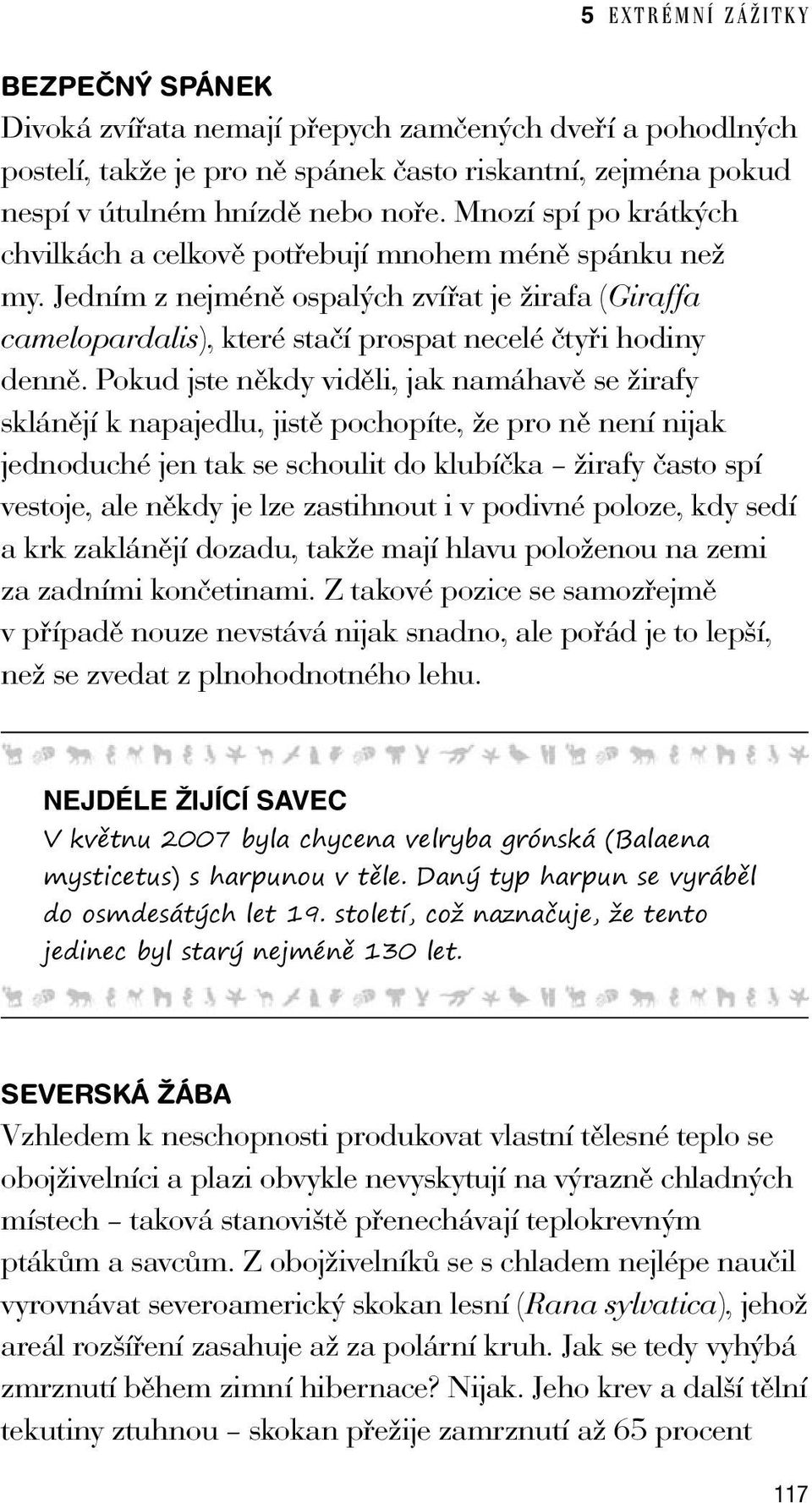 Pokud jste někdy viděli, jak namáhavě se žirafy sklánějí k napajedlu, jistě pochopíte, že pro ně není nijak jednoduché jen tak se schoulit do klubíčka žirafy často spí vestoje, ale někdy je lze