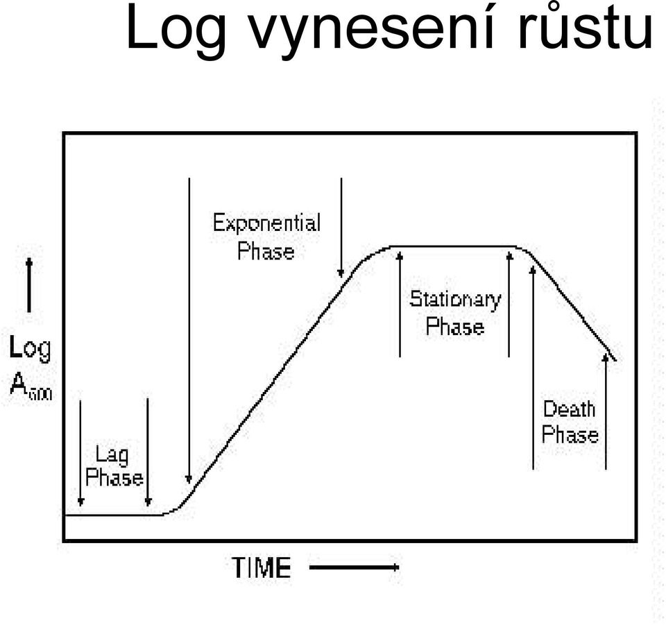 růstu