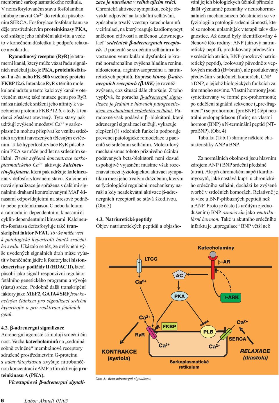 Ryanodinový receptor (RyR) je tetramerní kanál, který mùže vázat øadu signálních molekul jako je PKA, proteinfosfatasa-1 a -2a nebo FK-506 