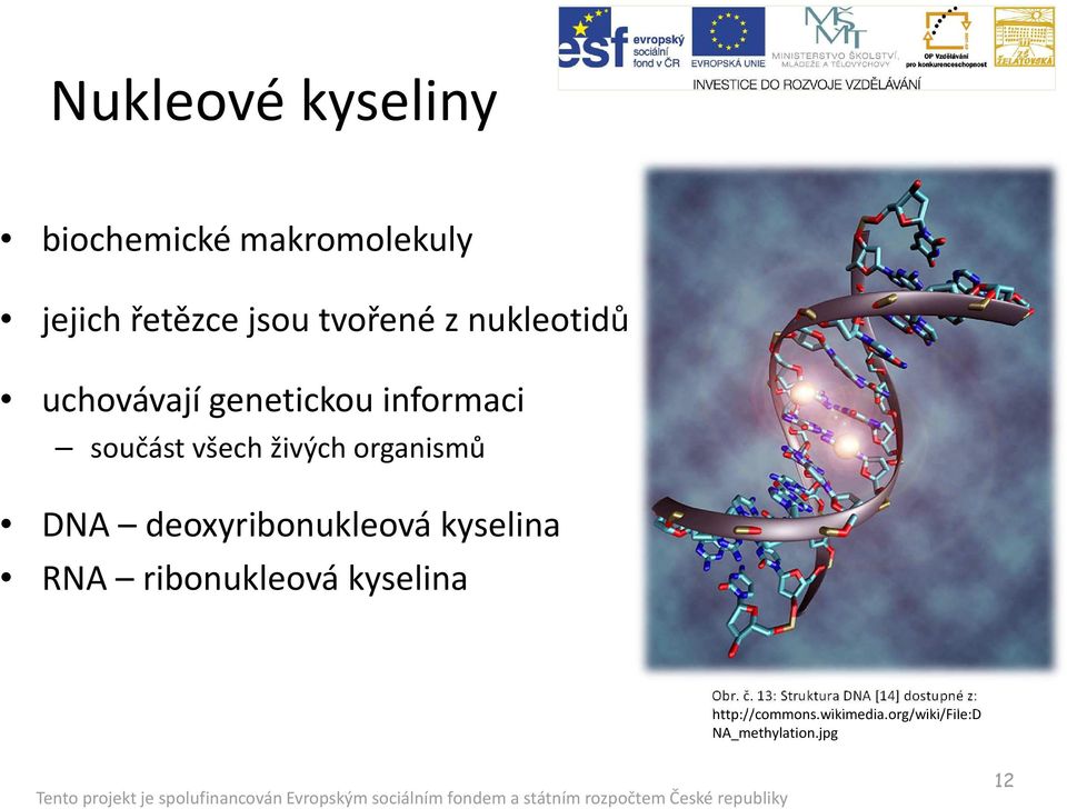 deoxyribonukleová kyselina RNA ribonukleová kyselina Obr. č.