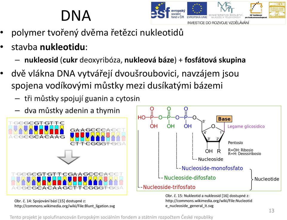 cytosin dva můstky adenin a thymin Obr. č. 14: Spojování bází [15] dostupné z: http://commons.wikimedia.